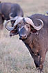 Photo ofAfrican Buffalo (Syncerus caffer). Photographer: 