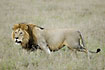Male lion in low grass 