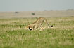 Cheetah on the low grass of the savannah