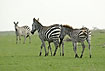 Zebra mother and young