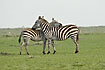 Zebraes in social relations