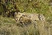Cheetah young with blood from a kill
