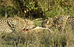 Cheetah youngs eating of a gazelle kill