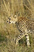 The yellow colours of the cheetah is blending well in with the grass
