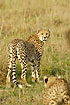 Cheetah mother calling at young