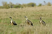 Vultures on the savannah