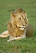 Young male lion with a yellow mane