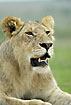 Lion with an aggressive attitude