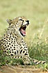 Cheetah showing its teeth in a yarn