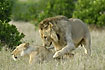Male lion making moves to mate