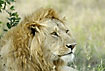 Foto af Lve (Panthera leo). Fotograf: 