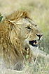 Male lion showing the pointing teeth