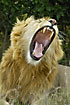Male lion showing teeth and tongue in a big yawn