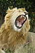 Male lion showing teeth and tongue in a big yawn