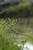 The small Malachite Kingfisher along river