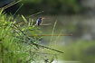 The small Malachite Kingfisher along river