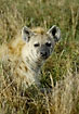 Spottet hyaena relaxing