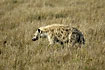 Photo ofSpotted hyaena (Crocuta crocuta). Photographer: 