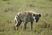 The large ears of the hyaena is enhanced in through backlighting