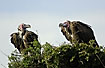Vultures in tree top