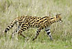 Serval on the savannah