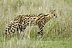 Foto af Serval (Felis serval). Fotograf: 