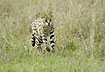 Photo ofServal (Felis serval). Photographer: 