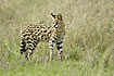 Serval hunting in the middle of the day
