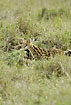 Serval partially hidden in the high grass of the savannah