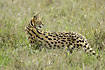 Foto af Serval (Felis serval). Fotograf: 