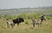 Typical mammals of the savannah - zebras and wildebeest