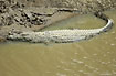 Nile Crocodile resting at the mudbank