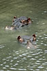 Heads of hippopotamus popping out of the water