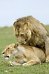 Lovemaking lions