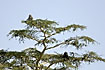 Baboons eating fruit high up in the tree