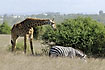 Zebra and giraffe in park close to the city