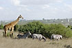Giraffe and zebras in nature close to the city