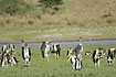 A group of Marabou Storks