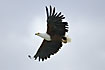 African Fish-Eagle with a huge wing span