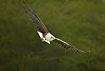 African Fish-Eagle in flight