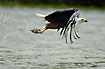 African Fish-Eagle has just caught a fish