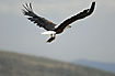 African Fish-Eagle flies away with just caught fish