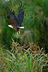 African Fish-Eagle in flight