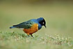 Photo ofSuperb Starling (Lamprotornis superbus). Photographer: 