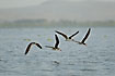 African Skimmers crossing the lake