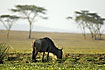 Wildebeest eating in front of acacia trees