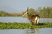 Waterbuk eating water hyacinth in the lake