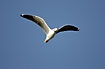 Grey-headed Gull in flight
