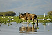 Wildebeest wading in the lake and is mirrored