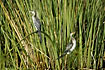 Photo ofLong-Tailed Cormorant (Phalacrocorax africanus). Photographer: 